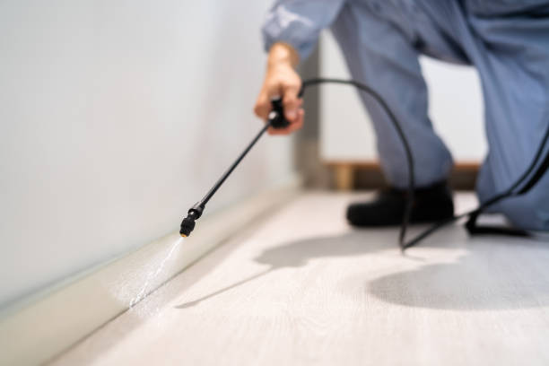 Certified termite inspector examining foundation in London