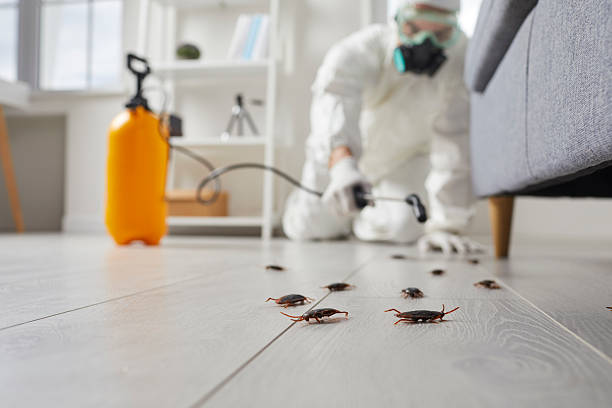 Commercial Rodent Management in London